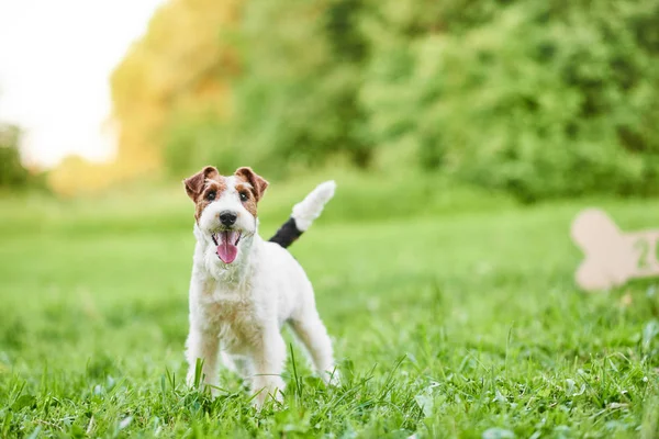 Adorable perro zorro terrier feliz en el parque 2018 nuevo año greetin —  Fotos de Stock