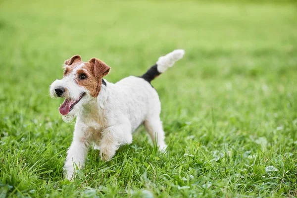 Adorable chien terrier renard heureux au parc — Photo