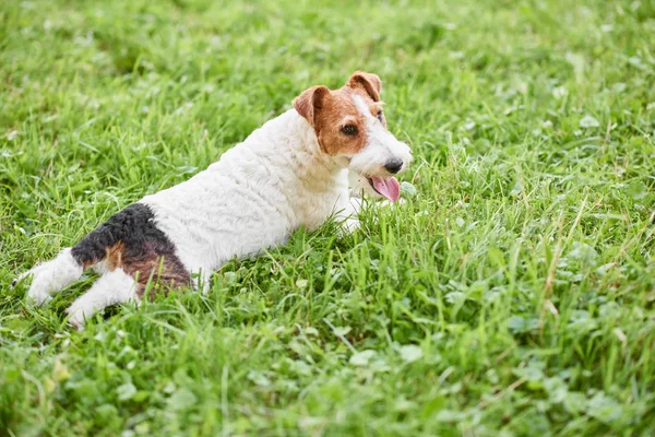 Adorable happy fox terrier dog at the park