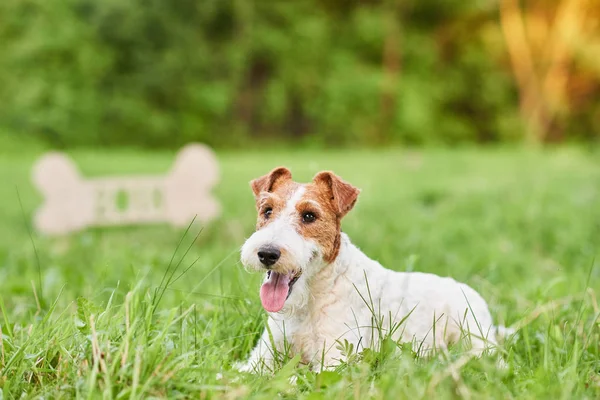 Urocza szczęśliwy fox terrier pies w greetin nowego roku park 2018 — Zdjęcie stockowe