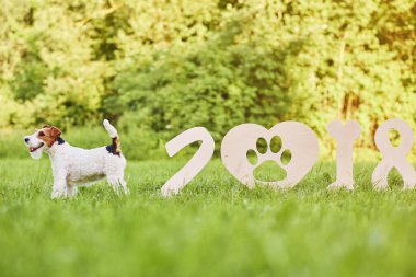 Çok güzel mutlu fox terrier köpek park 2018 yeni yıl greetin
