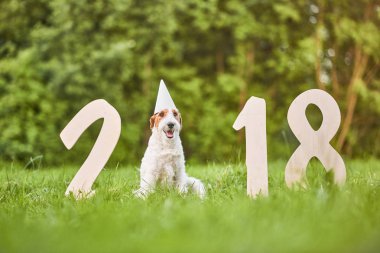 Çok güzel mutlu fox terrier köpek park 2018 yeni yıl greetin