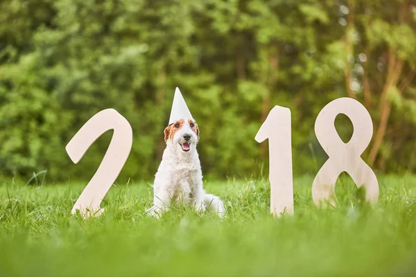 Suloinen onnellinen kettuterrieri koira puistossa 2018 uusi vuosi greetin tekijänoikeusvapaita kuvapankkikuvia