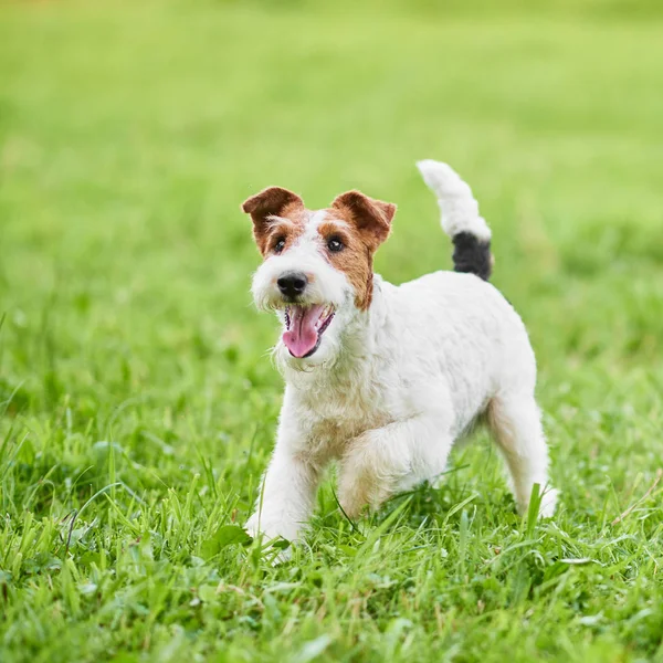 Adorável cão terrier raposa feliz no parque — Fotografia de Stock