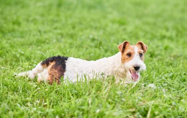 Çok güzel mutlu fox terrier köpek parkı