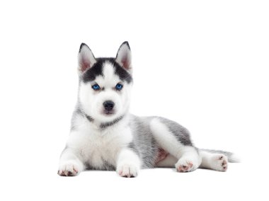 Köpek doğum mavi gözlü Sibirya husky köpek yavrusu.