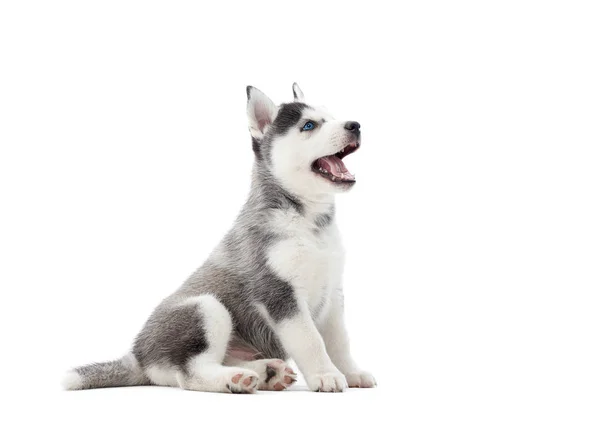 Interesting playful puppy of serbian husky looking up. — Stock Photo, Image