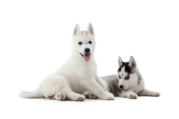 Dwa przeprowadzone szczenięta siberian husky pies pozowanie Studio. — Zdjęcie stockowe