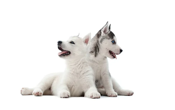 Dwa piękne szczenięta siberian husky pies czeka na jedzenie. — Zdjęcie stockowe