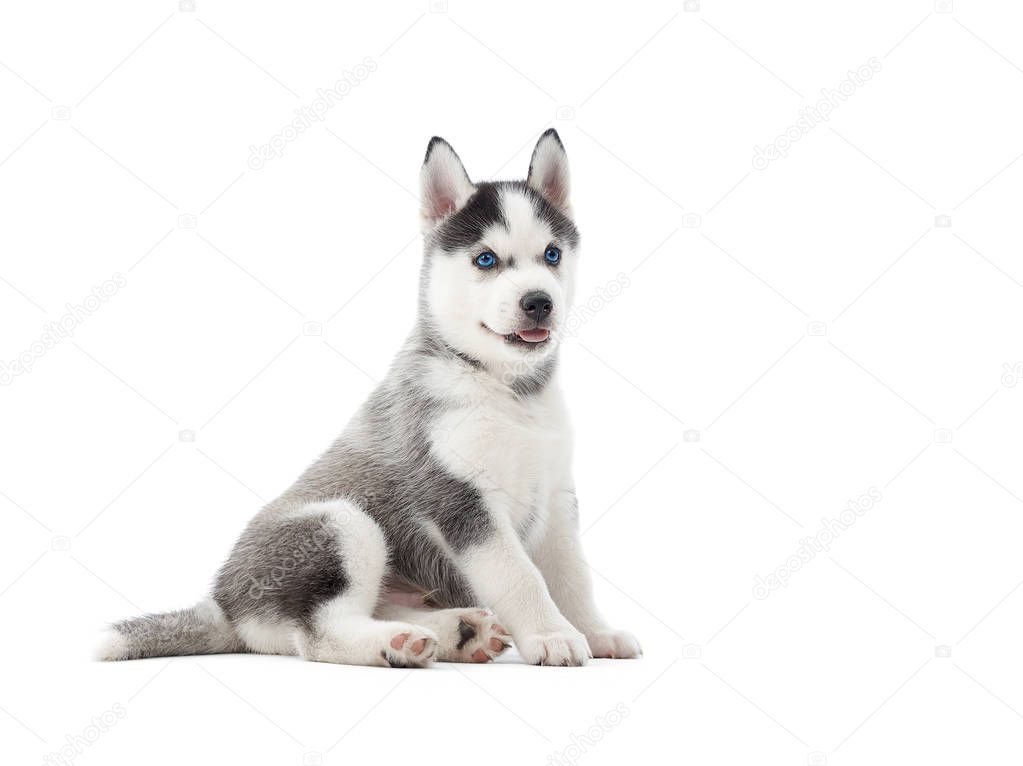 Interested siberian husky puppy at white background.