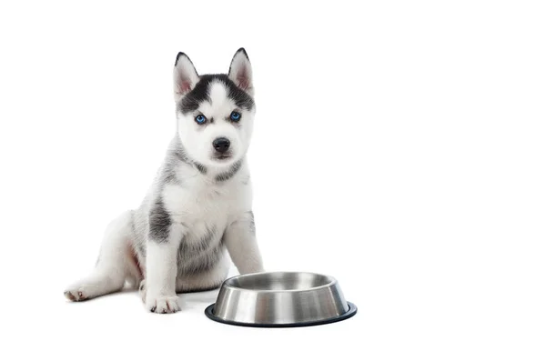 Funny carried puppy of husky standing against silver plate. — Stock Photo, Image