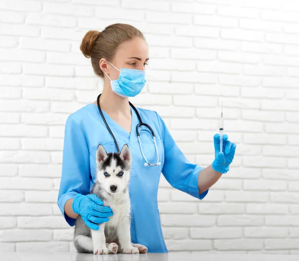Professional veterinarian and little husky puppy — Stock Photo, Image