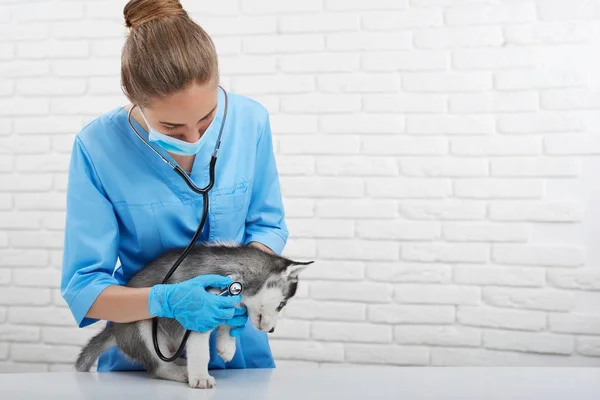 Állatorvos vizsgálja kicsit husky kiskutya — Stock Fotó