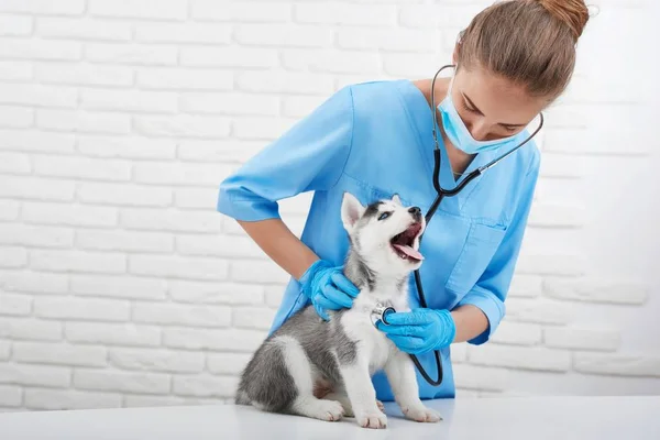 Veterinario esaminando poco husky cucciolo — Foto Stock