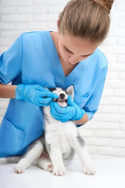 Veterinario examinando poco husky cachorro — Foto de Stock