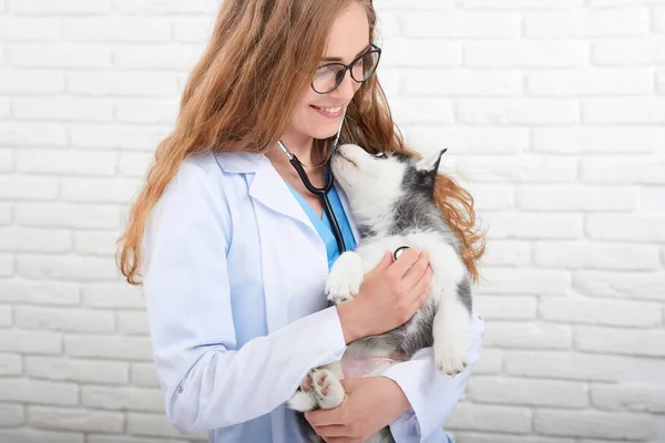 Veterinarian examining little husky puppy