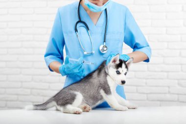 Husky köpek Kliniği hakkında mavi bakan kadın doktor.