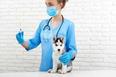 Veteriner enjeksiyon tarafından küçük husky köpeğin işi hastanede.