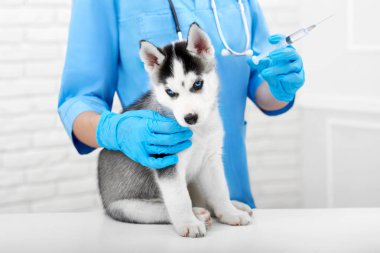 Veteriner aşağılıkla köpek yavrusu için enjeksiyon yapıyor.