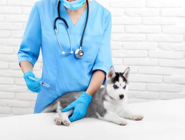Doktor tarafından pislik gri kürk ile köpek yavrusu için enjeksiyon yapıyor.