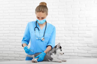 Profesyonel veteriner aşağılıkla köpek için enjeksiyon yapıyor.