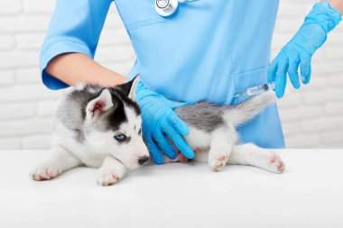 Köpek yavrusu husky köpek modern veteriner Kliniği.