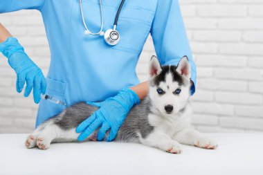 Profesyonel veteriner hakkında küçük husky köpek bakım.