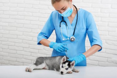 Köpek yavrusu husky mavi gözlü modern veteriner Kliniği.