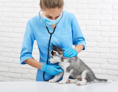 Kadın hayvan hastalıklarıyla ilgili dinleme kalp atışını husky köpek yavrusu.