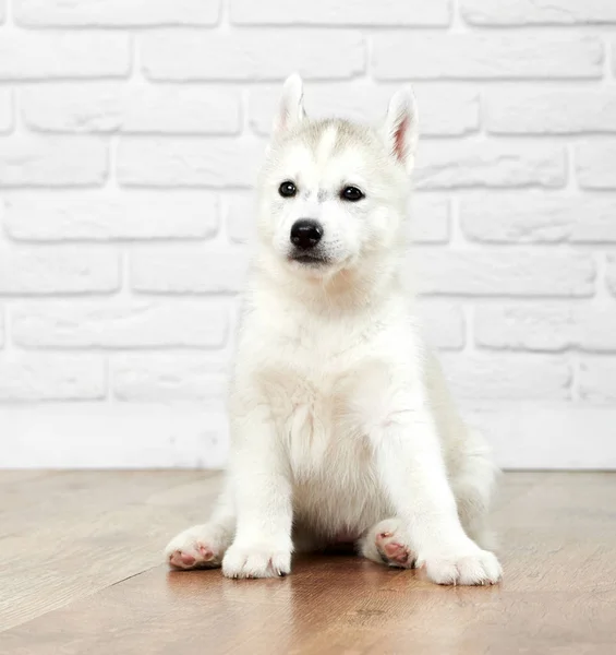 น่ารัก ไซบีเรีย husky หมาที่มีตาสีดํา . — ภาพถ่ายสต็อก