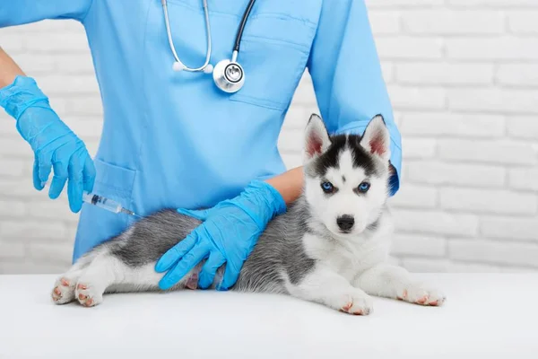 Profi állatorvos törődve kis kutyaszán. — Stock Fotó