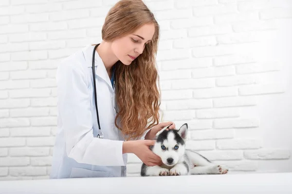 Controllo veterinario della temperatura corporea del cucciolo husky . — Foto Stock