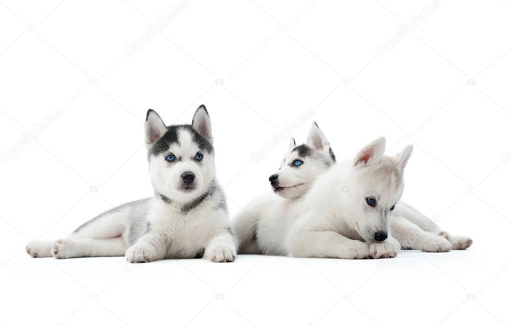 Three siberian husky puppies sitting at studio.