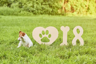 Çok güzel mutlu fox terrier köpek park 2018 yeni yıl greetin