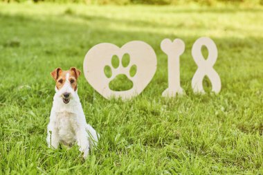 Çok güzel mutlu fox terrier köpek park 2018 yeni yıl greetin