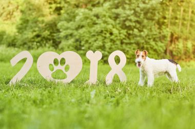 Çok güzel mutlu fox terrier köpek park 2018 yeni yıl greetin