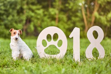 Çok güzel mutlu fox terrier köpek park 2018 yeni yıl greetin