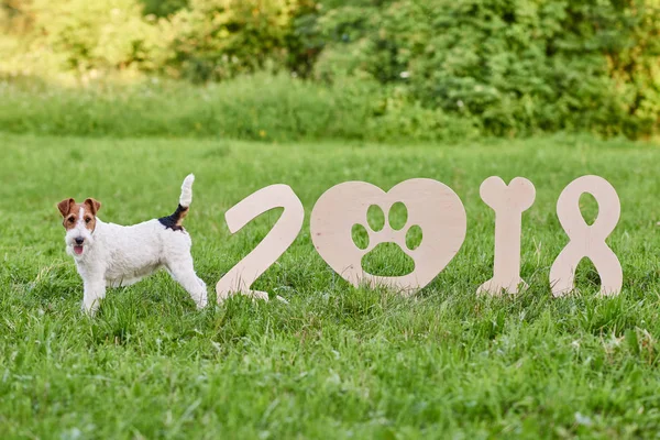 Çok güzel mutlu fox terrier köpek park 2018 yeni yıl greetin