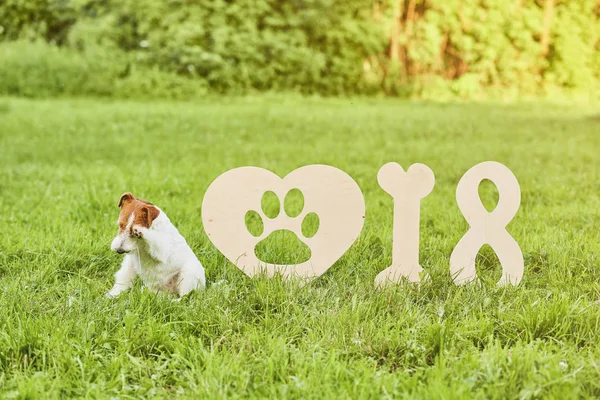 Çok güzel mutlu fox terrier köpek park 2018 yeni yıl greetin