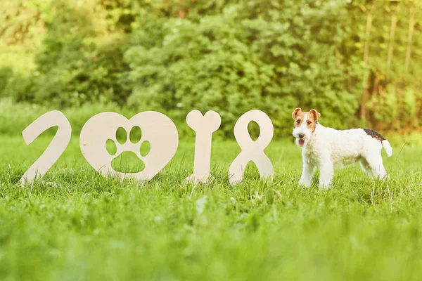 Çok güzel mutlu fox terrier köpek park 2018 yeni yıl greetin