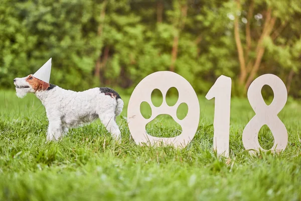 Çok güzel mutlu fox terrier köpek park 2018 yeni yıl greetin