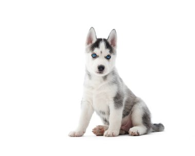 Sibirya husky yavrusu stüdyosu