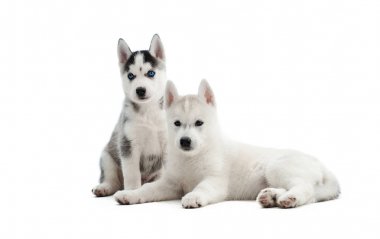 Sibirya husky yavrusu stüdyosu