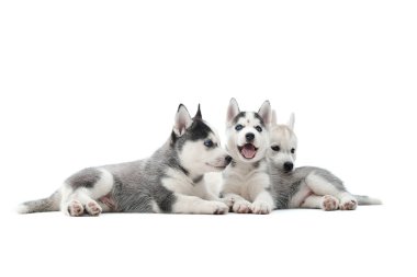Sibirya husky yavrusu stüdyosu