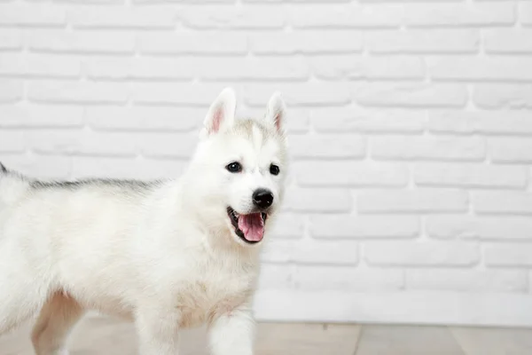 Siberian husky puppy at studio — Stock Photo, Image
