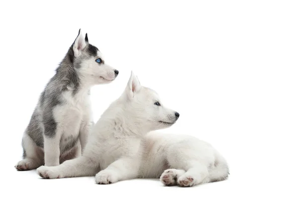 Siberian husky valp på studio — Stockfoto