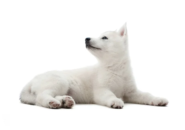 Filhote de cachorro Husky siberiano no estúdio — Fotografia de Stock