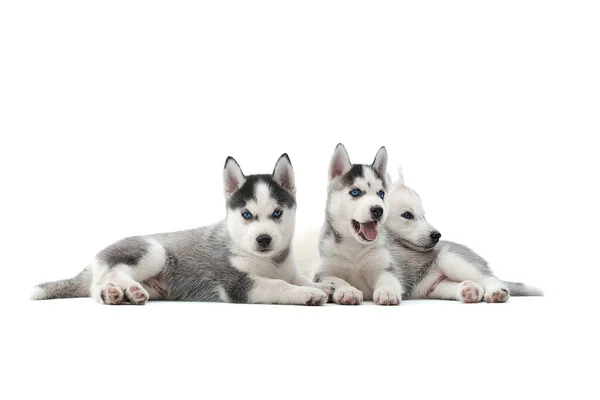 Siberian Husky hvalp i studiet - Stock-foto