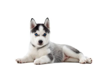 Yerde yatarken mavi gözlü Sibirya husky köpek yavrusu.