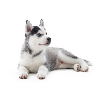 Sibirya husky yavrusu stüdyosu